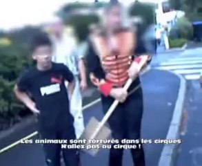 Violence des circassiens contre les militants animalistes
