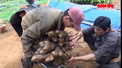 Xới đất rẫy gặp trúng khoai mỡ khổng lồ