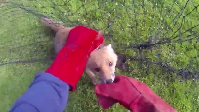 Fox in Trouble Bites Rescuer Who Still Helps Set It Free