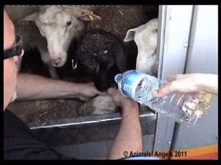 Les animaux atteints de Long Distance Transports des États membres de l'UE à la Turquie