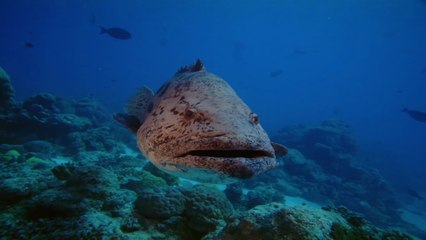 Bande-annonce : Under the Sea - VF