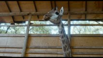 Girafada - Extrait (4) VOST