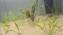 acuario