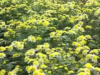 Nhứng Bài Hát Về Nam Định - Em Đi Qua Mùa Xuân