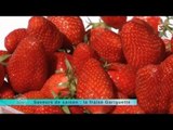 MALC 02/05/14 Saveur de saison : la fraise Gariguette