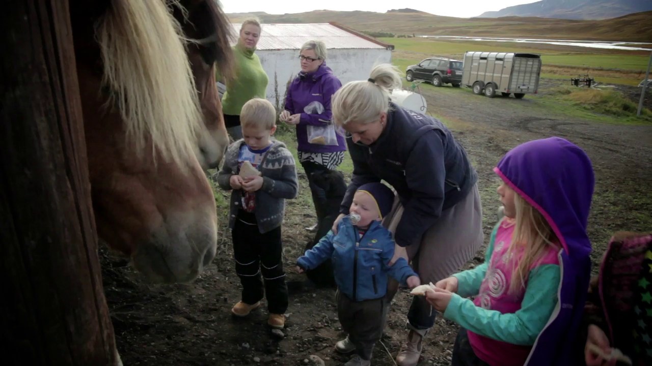 Herd in Iceland