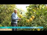 20/05/14 Saveur de saison : le citron dans tous ses états