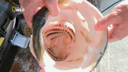 O Mestre da Pesca - 1ª Temp. Ep.3 - Perca do Nilo