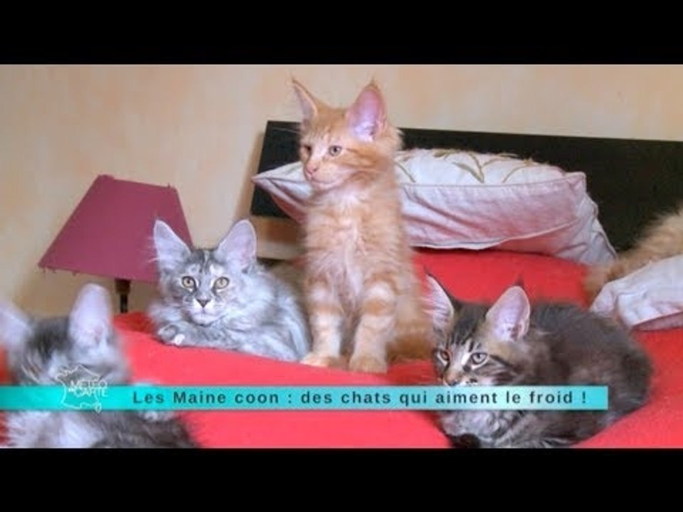 MALC Les Maine coon : des chats qui aiment le froid !