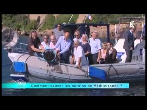 Comment sauver les oursins en Méditerranée ? jeudi 26 septembre