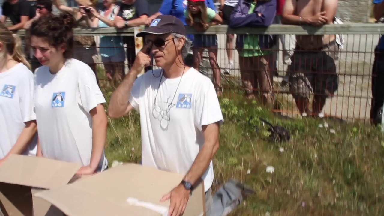 Lâché de Goeland Juillet 2014