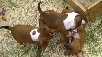 63ème vidéo JOYA de la 16ème portée staffie de Staffordland