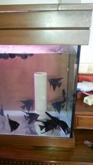 eş siyah silver melek.