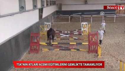 O özel atlar burada yetiştiriliyor