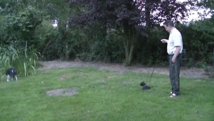 59ème vidéo JEWEL de la 15ème portée staffie de Staffordland