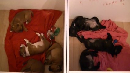 61ème vidéo de la 15ème portée staffie de Staffordland