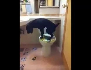 Dog Has Mastered The Toilet