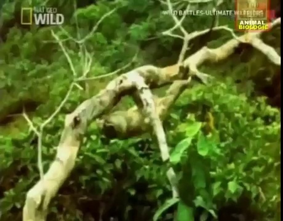 eagle attack