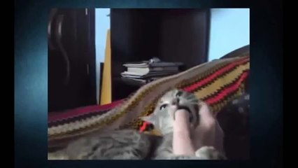 Funny Cats Video - Funny Cat Videos Ever- Funny Videos - Funny Animals Funny Animal Videos