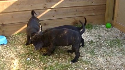 64ème vidéo JOLIE de la 15ème portée staffie de Staffordland
