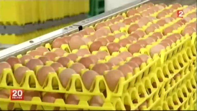 France 2 poules pondeuses en batterie - nouvelle réglementation