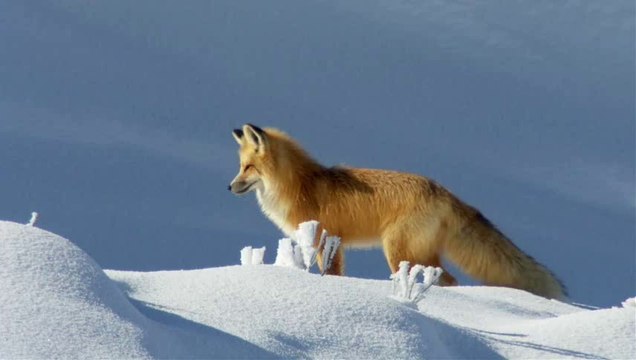 Охота лисы...