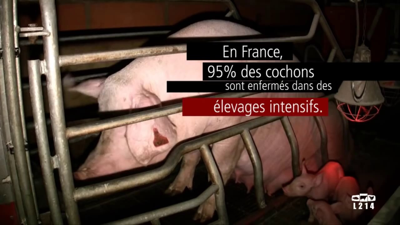 Le modèle alimentaire français l'élevage des cochons