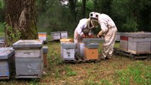 L'Européen d'à côté : Récolte artisanale de miel en Midi-Pyrénées