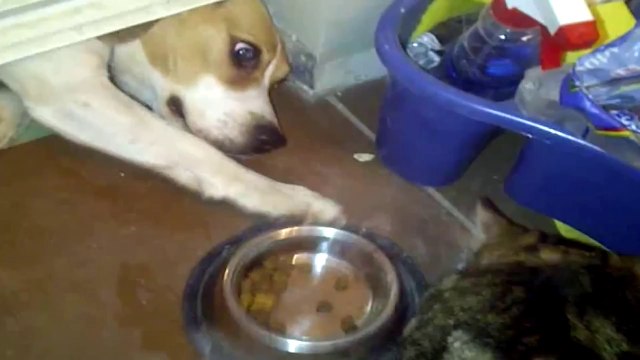 Compilation de ces chiens trop marrant : Beagles Are Awesome