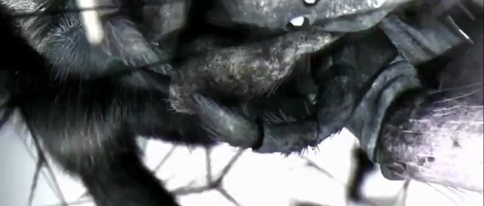 [HQ] [HQ] Extra Life