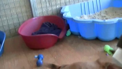 64ème vidéo de la 16ème portée staffie de Staffordland