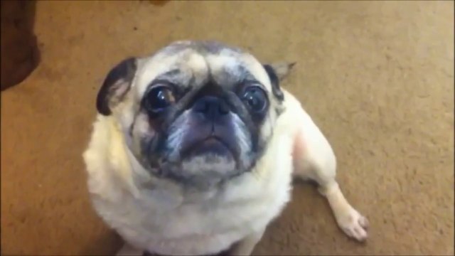 Chien flippant en mode Paranormal activity!