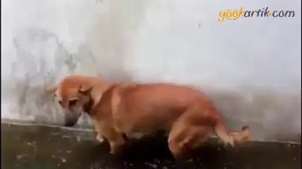 Aykata uyuyan köpek :)