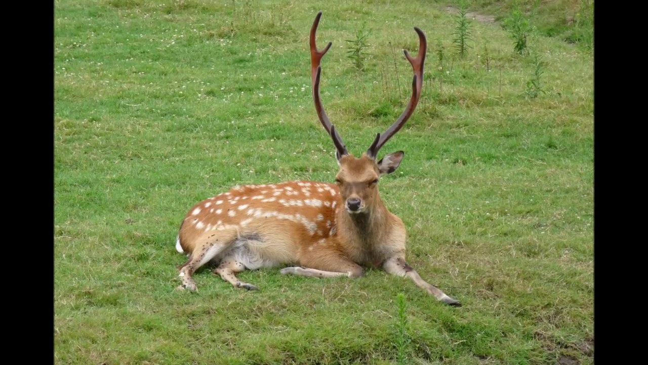 Sentier des daims - 30.07.2014
