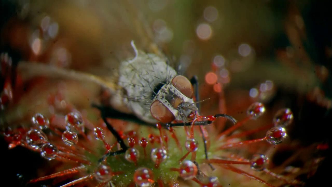 Seen on IMAX - Lost Worlds (Trailer)
