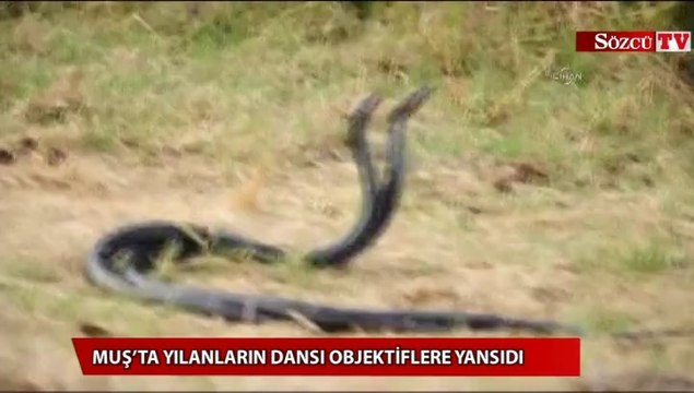 Muş’ta yılanların dansı objektiflere yansıdı