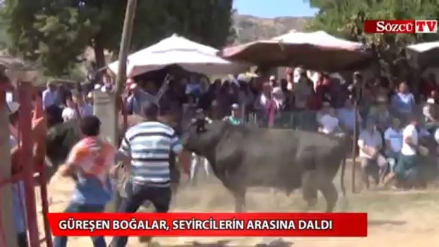Güreşen boğalar, seyircilerin arasına daldı