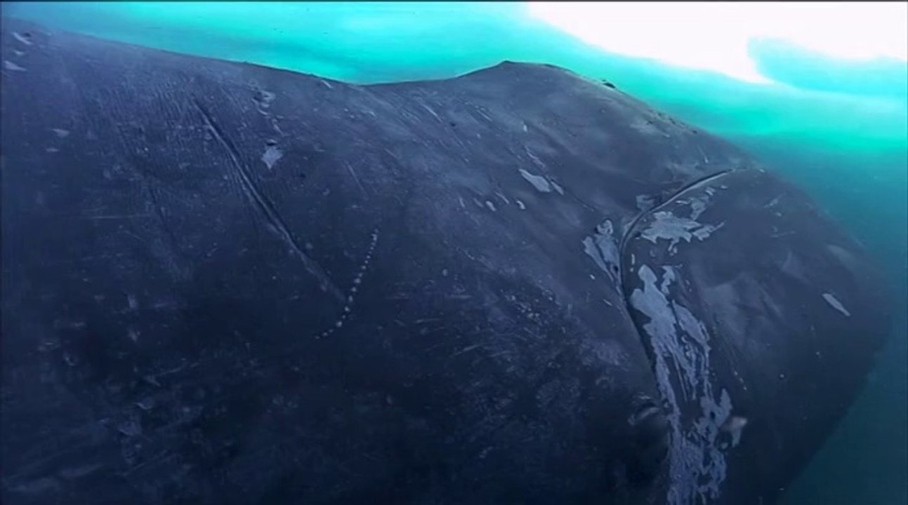 LA BALEINE BOREALE LE GEANT DE L’ARCTIQUE - extrait 2