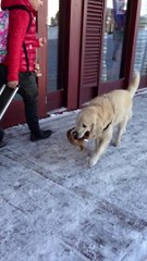 Tango Charly et la marmotte