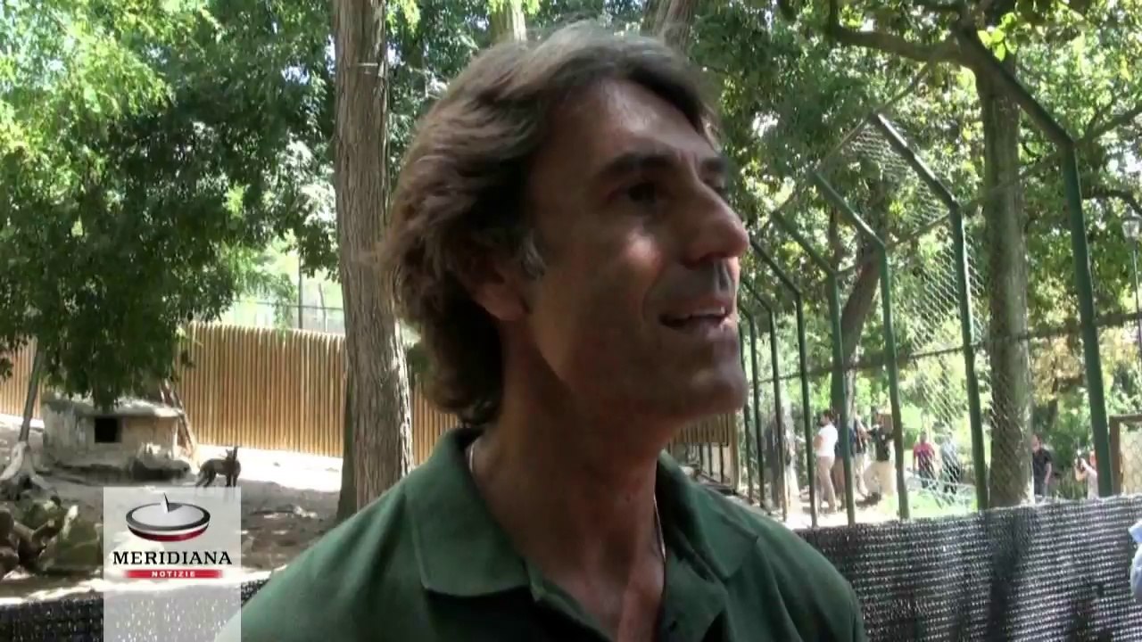 Doppio fiocco azzurro al Bioparco di Roma. Nati due cuccioli di licaone