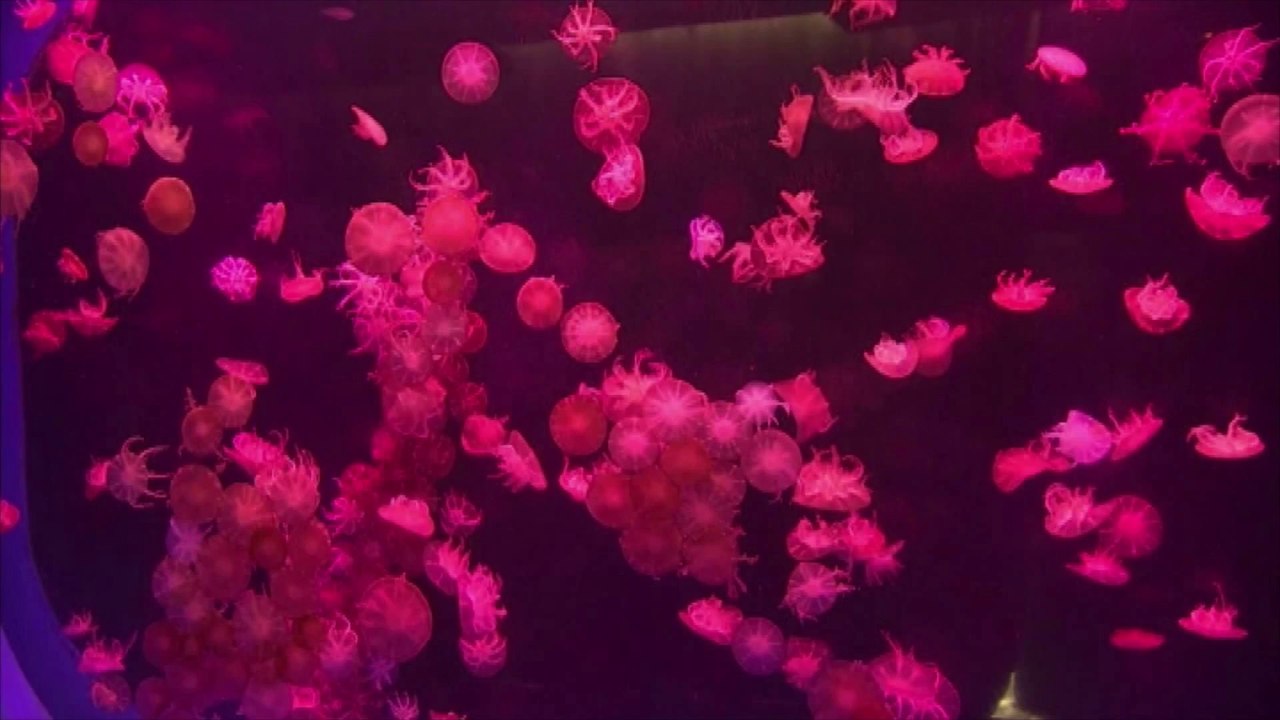 Un aquarium qui fait aimer les méduses