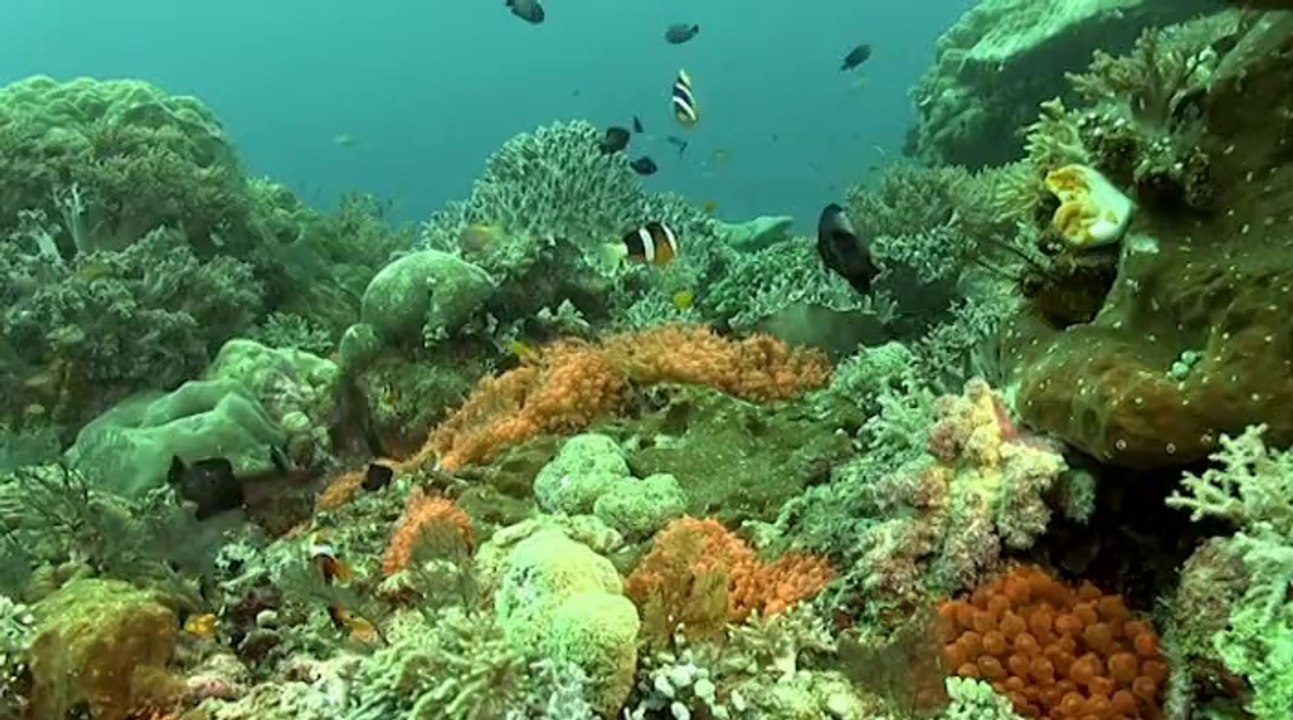 RAJA AMPAT - Le Petit Monde du Corail - extrait