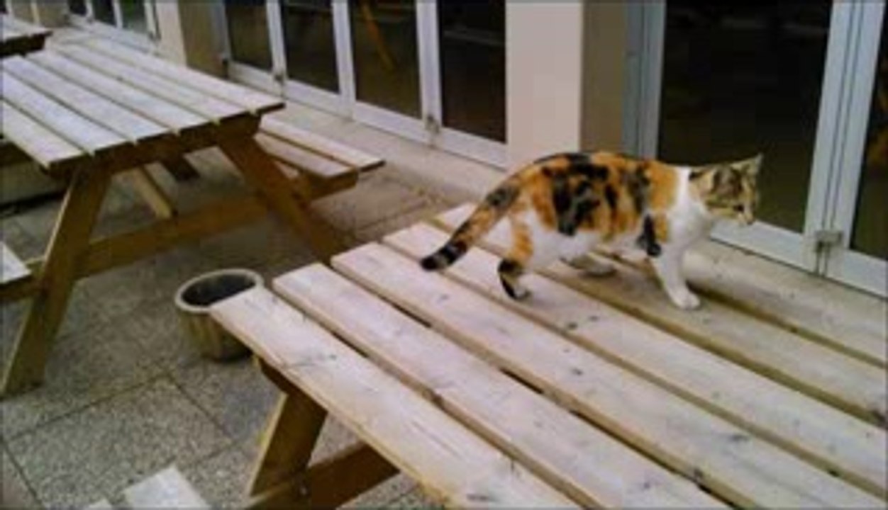 Le chat de la clinique