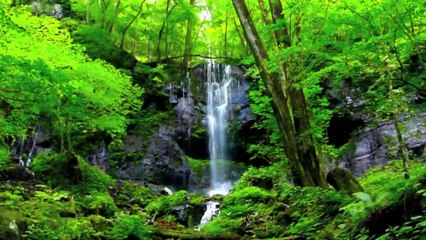 Hear The Whispers Of The Forest 2 - New Age HD 1080p