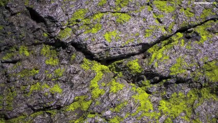 Herbier #13 - Une très belle symbiose