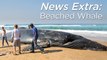 Beached humpback whale near Durban, South Africa