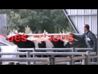 MARCHE POUR LA FERMETURE DES ABATTOIRS