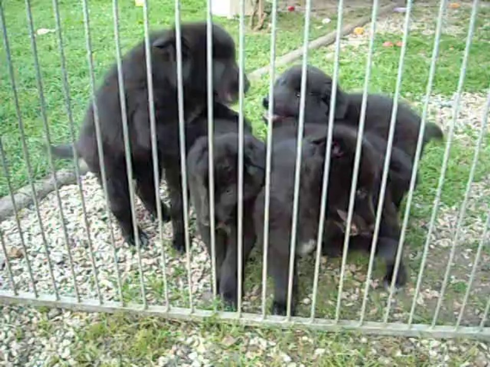 31 juillet 2014 (1) : 8 semaines