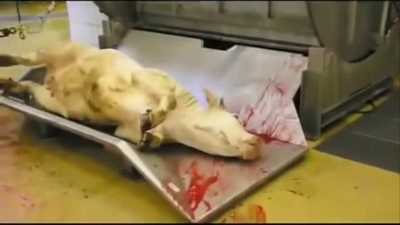 Qui mange du boeuf, mange du boeuf.  contre-pub