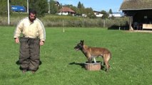 2 malinois in Selective ring (finalist descent and selective ring) vs Magmar Von Der Burgstätte